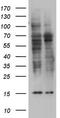 Zinc finger protein RFP antibody, CF804048, Origene, Western Blot image 