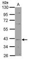 LanC Like 1 antibody, PA5-31080, Invitrogen Antibodies, Western Blot image 