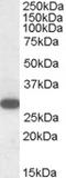 Regulator Of G Protein Signaling 18 antibody, EB06372, Everest Biotech, Western Blot image 