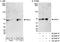 NS antibody, A300-599A, Bethyl Labs, Immunoprecipitation image 