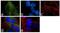 Fragile X Mental Retardation 1 antibody, 711441, Invitrogen Antibodies, Immunofluorescence image 