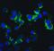 Inhibitor Of Nuclear Factor Kappa B Kinase Subunit Epsilon antibody, 2329, ProSci Inc, Immunofluorescence image 