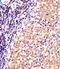 GAPDH antibody, orb11605, Biorbyt, Immunohistochemistry paraffin image 