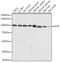 Valosin Containing Protein antibody, GTX32960, GeneTex, Western Blot image 