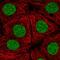 NK2 Homeobox 1 antibody, HPA054837, Atlas Antibodies, Immunofluorescence image 