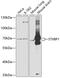 Syntaxin Binding Protein 1 antibody, 19-651, ProSci, Western Blot image 