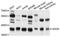 N-Acetylglucosamine Kinase antibody, A05057, Boster Biological Technology, Western Blot image 