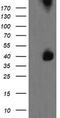 Mitogen-Activated Protein Kinase Kinase 3 antibody, TA505616AM, Origene, Western Blot image 