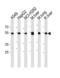 Aldehyde Dehydrogenase 2 Family Member antibody, TA302017, Origene, Western Blot image 