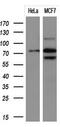 Protein Tyrosine Phosphatase Receptor Type E antibody, CF501230, Origene, Western Blot image 