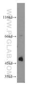 Biglycan antibody, 16409-1-AP, Proteintech Group, Western Blot image 