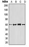 TNF Receptor Superfamily Member 11b antibody, LS-C354044, Lifespan Biosciences, Western Blot image 
