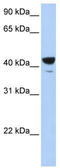ELF3 antibody, TA329365, Origene, Western Blot image 