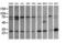 RAB21, Member RAS Oncogene Family antibody, LS-C174482, Lifespan Biosciences, Western Blot image 