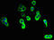 Ninjurin 2 antibody, LS-C398039, Lifespan Biosciences, Immunofluorescence image 