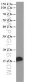 SUMO-conjugating enzyme UBC9 antibody, 60201-1-Ig, Proteintech Group, Western Blot image 