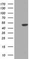 Zinc Finger Protein 385B antibody, LS-C336650, Lifespan Biosciences, Western Blot image 