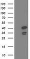 HDJ1 antibody, TA502211S, Origene, Western Blot image 