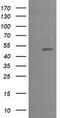 Early Growth Response 2 antibody, TA505382S, Origene, Western Blot image 