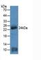 Myosin Light Chain 4 antibody, LS-C295513, Lifespan Biosciences, Western Blot image 