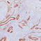 Laminin Subunit Beta 2 antibody, LS-C88433, Lifespan Biosciences, Immunohistochemistry frozen image 