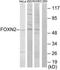 Forkhead Box N2 antibody, TA314036, Origene, Western Blot image 