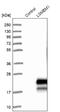 Leucine Rich Single-Pass Membrane Protein 1 antibody, NBP1-81923, Novus Biologicals, Western Blot image 