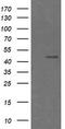 CgA antibody, TA506095, Origene, Western Blot image 