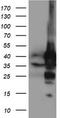 NGG1 Interacting Factor 3 Like 1 antibody, CF503798, Origene, Western Blot image 