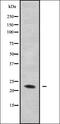 PMP-22 antibody, orb378287, Biorbyt, Western Blot image 