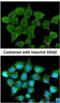 Succinyl-CoA ligase [ADP-forming] subunit beta, mitochondrial antibody, NBP1-33015, Novus Biologicals, Immunofluorescence image 