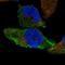 Zinc Finger DHHC-Type Containing 22 antibody, HPA049471, Atlas Antibodies, Immunocytochemistry image 