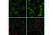 STAT3 antibody, 14047S, Cell Signaling Technology, Immunofluorescence image 