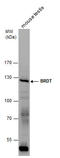 Bromodomain Testis Associated antibody, GTX100201, GeneTex, Western Blot image 
