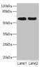 Nuclear factor 1 A-type antibody, orb41271, Biorbyt, Western Blot image 