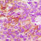 C-X-C Motif Chemokine Receptor 2 antibody, LS-C358963, Lifespan Biosciences, Immunohistochemistry frozen image 