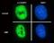 CUGBP Elav-Like Family Member 1 antibody, GTX29549, GeneTex, Immunofluorescence image 