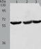 E3 ubiquitin-protein ligase TRIM32 antibody, TA323256, Origene, Western Blot image 