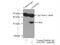 Golgi phosphoprotein 3 antibody, 19112-1-AP, Proteintech Group, Immunoprecipitation image 