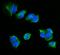 CD72 Molecule antibody, A09292-2, Boster Biological Technology, Immunofluorescence image 