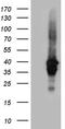 Uracil Phosphoribosyltransferase Homolog antibody, TA809833S, Origene, Western Blot image 