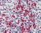 Lipocalin 2 antibody, NB100-1503, Novus Biologicals, Immunohistochemistry frozen image 