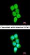 Poly(RC) Binding Protein 2 antibody, orb69827, Biorbyt, Immunofluorescence image 