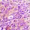 Mitochondrial Ribosomal Protein L1 antibody, orb412317, Biorbyt, Immunohistochemistry paraffin image 