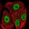 Protein GRINL1A antibody, NBP2-57432, Novus Biologicals, Immunofluorescence image 