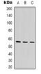 Angiopoietin Like 1 antibody, abx133757, Abbexa, Western Blot image 