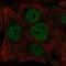 hINO80 antibody, PA5-65296, Invitrogen Antibodies, Immunofluorescence image 