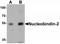 NUCB2 antibody, TA319691, Origene, Western Blot image 