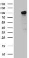 ZHX2 antibody, TA810730, Origene, Western Blot image 