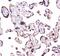 Caseinolytic Mitochondrial Matrix Peptidase Chaperone Subunit antibody, A00978-1, Boster Biological Technology, Immunohistochemistry frozen image 